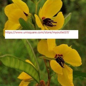 Partridge Pea Seeds - Vegetable Seeds - BOGO